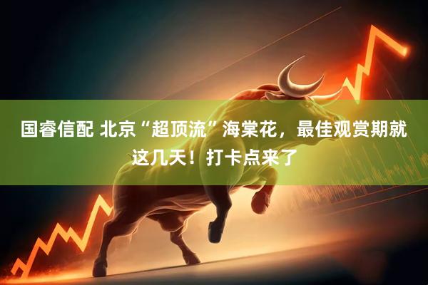 国睿信配 北京“超顶流”海棠花，最佳观赏期就这几天！打卡点来了